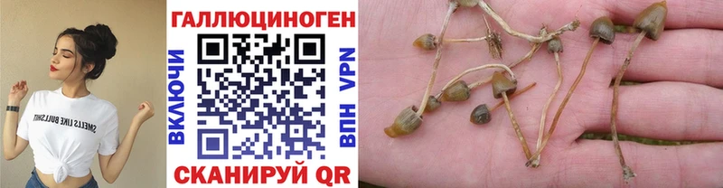 Галлюциногенные грибы Psilocybe  купить   Буй 